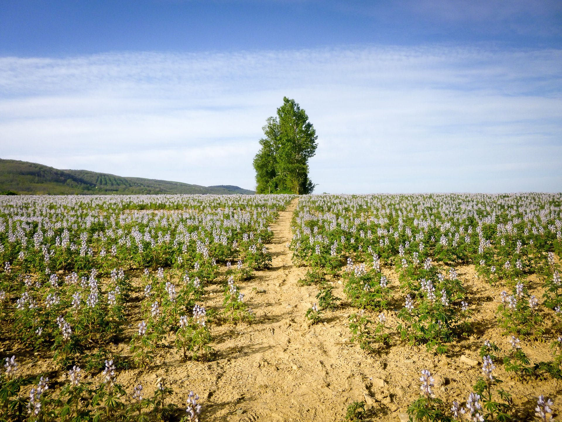 Via Tolosana