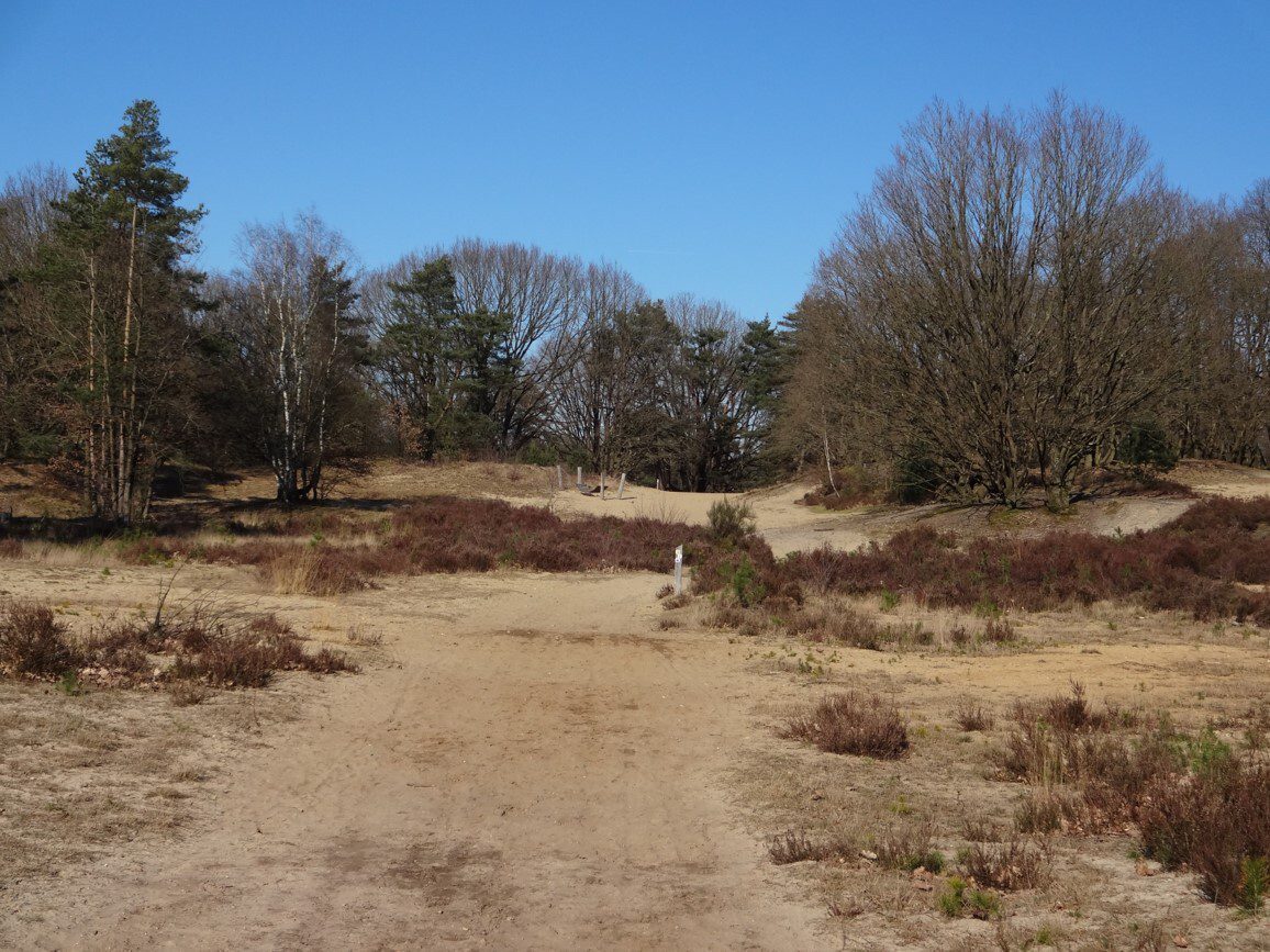 Niet alle landduinen van Klaverberg werden vorige eeuw 'opgeofferd' voor de steenkoolwinning in de mijn van Waterschei. Copyright: Provinciaal Natuurcentrum
