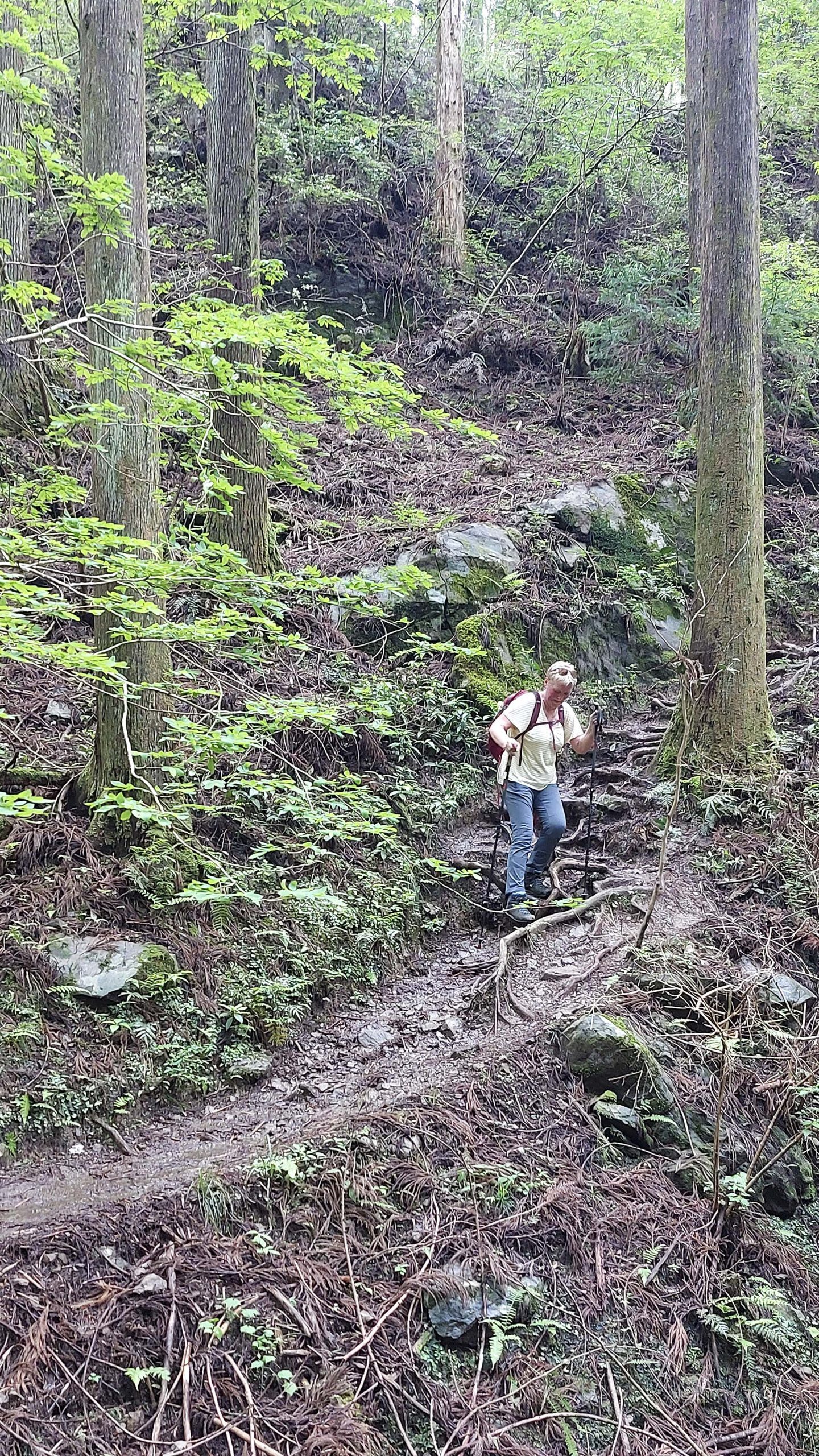 Oude bossen